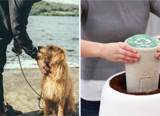 Urna transforma as cinzas dos animais de estimação em árvores a serem cultivadas.