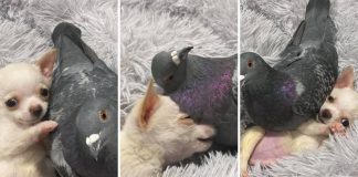 Cãozinho que não anda e pombo que não voa viram melhores amigos em abrigo Cãozinho que não anda e pombo que não voa viram melhores amigos em abrigo