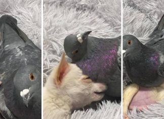 Cãozinho que não anda e pombo que não voa viram melhores amigos em abrigo