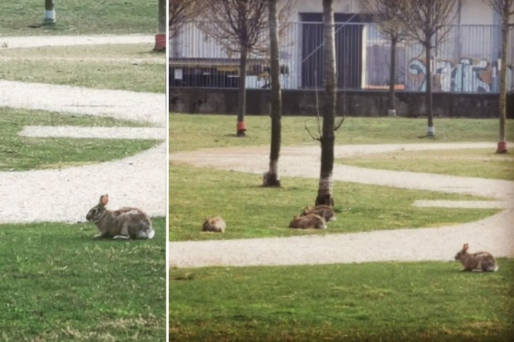 contioutra.com - Depois do início da quarentena os coelhos voltam para os parques e jardins em Milão.