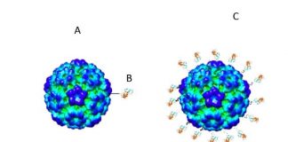Cientistas brasileiros já trabalham numa candidata à vacina contra novo coronavírus Cientistas brasileiros já trabalham numa candidata à vacina contra novo coronavírus