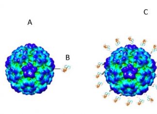 Cientistas brasileiros já trabalham numa candidata à vacina contra novo coronavírus