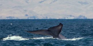 Baleias azuis são vistas na Antártida pela primeira vez desde os anos 80