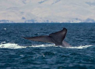 Baleias azuis são vistas na Antártida pela primeira vez desde os anos 80
