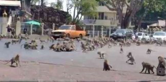 Na Tailândia, macacos famintos brigam por comida após sumiço de turistas devido ao Covid-19