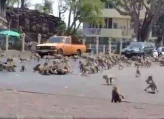 Na Tailândia, macacos famintos brigam por comida após sumiço de turistas devido ao Covid-19