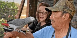Papagaio desaparece por 4 anos e volta para casa falando espanhol