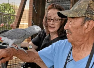 Papagaio desaparece por 4 anos e volta para casa falando espanhol