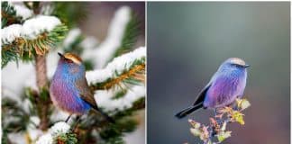 Este pássaro é tão fabuloso que parece ter saído de um conto de fadas Este pássaro é tão fabuloso que parece ter saído de um conto de fadas