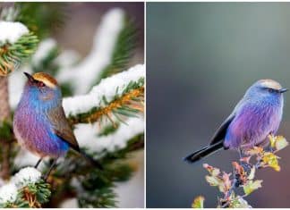 Este pássaro é tão fabuloso que parece ter saído de um conto de fadas