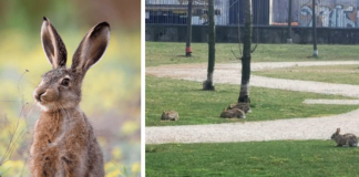 Depois do início da quarentena os coelhos voltam para os parques e jardins em Milão.