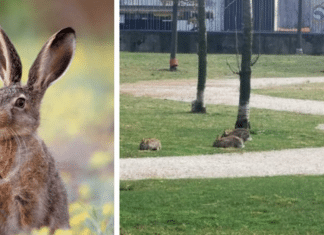 Depois do início da quarentena os coelhos voltam para os parques e jardins em Milão.