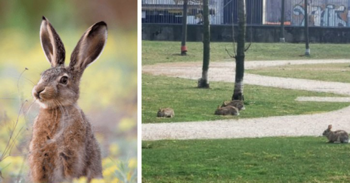 Depois do início da quarentena os coelhos voltam para os parques e jardins em Milão.