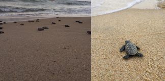 Com o Brasil em quarentena, 97 tartarugas-de-pente nascem em praias vazias de Pernambuco