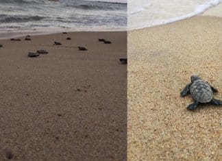 Com o Brasil em quarentena, 97 tartarugas-de-pente nascem em praias vazias de Pernambuco