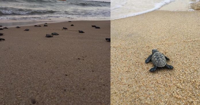 Com o Brasil em quarentena, 97 tartarugas-de-pente nascem em praias vazias de Pernambuco