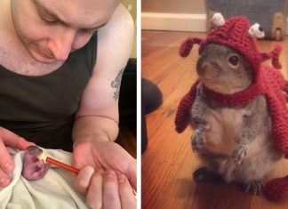 Bebê esquilo abandonada pela mãe é adotada por casal e passa a agir como gente