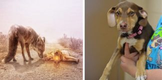 Cachorrinha adotada se torna heroína ao salvar menina de 3 anos em grave perigo