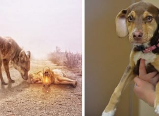 Cachorrinha adotada se torna heroína ao salvar menina de 3 anos em grave perigo