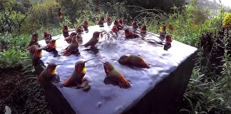 Vídeo captura beija-flores tomando banho juntos, um momento fascinante! Confira.