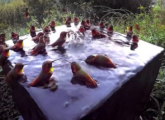Vídeo captura beija-flores tomando banho juntos, um momento fascinante! Confira.