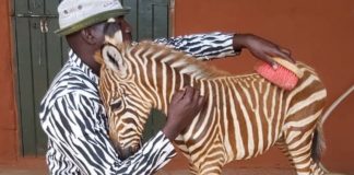 Funcionários de reserva usam traje listrado para confortar bebê zebra que perdeu a mãe
