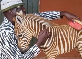 Funcionários de reserva usam traje listrado para confortar bebê zebra que perdeu a mãe