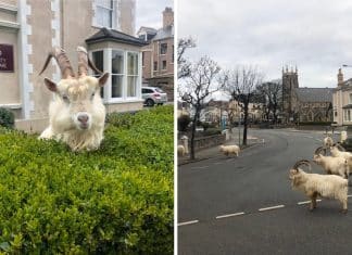 Cabras aproveitam a quarentena e se divertem sozinhas em cidade do País de Gales.