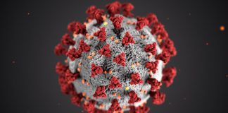 Estudo comprova que coronavírus não foi criado em laboratório e descarta “teoria da conspiração” chinesa