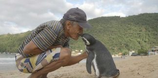 Pinguim nada 5.000 milhas todos os anos para se encontrar com o homem que salvou sua vida