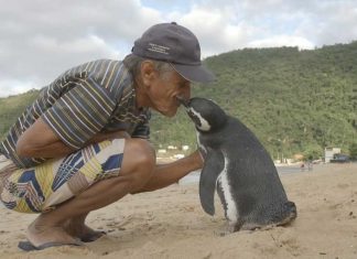 Pinguim nada 5.000 milhas todos os anos para se encontrar com o homem que salvou sua vida