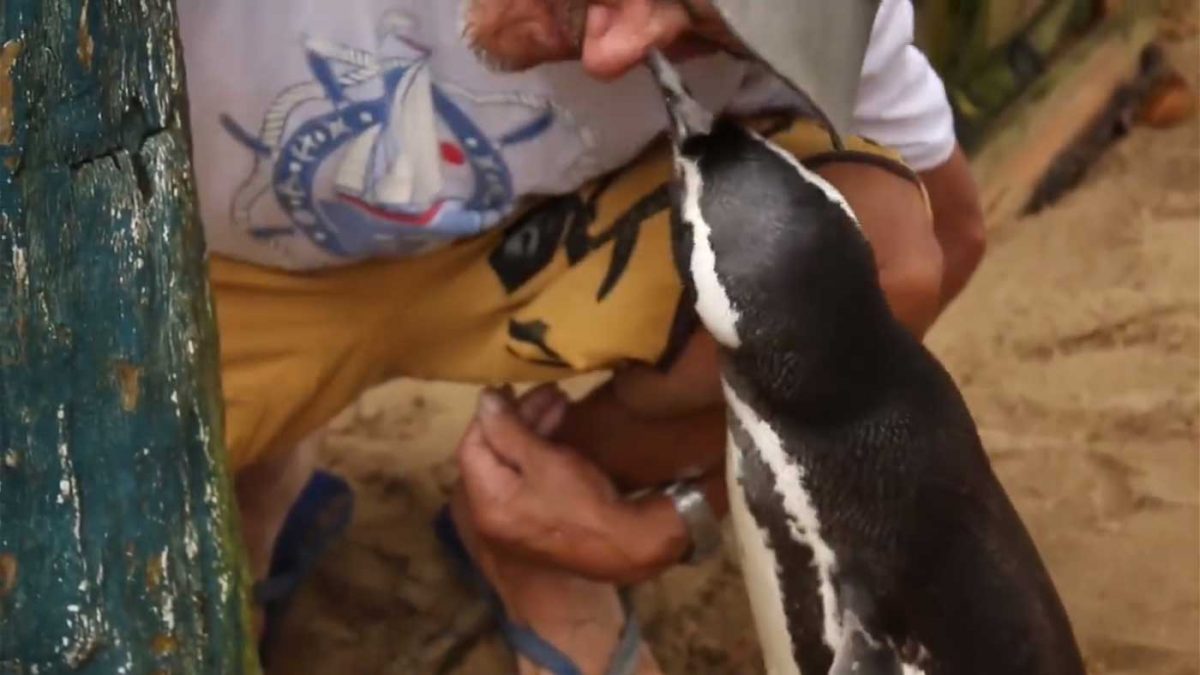 contioutra.com - Pinguim nada 5.000 milhas todos os anos para se encontrar com o homem que salvou sua vida