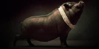 Não dê pérolas aos porcos.