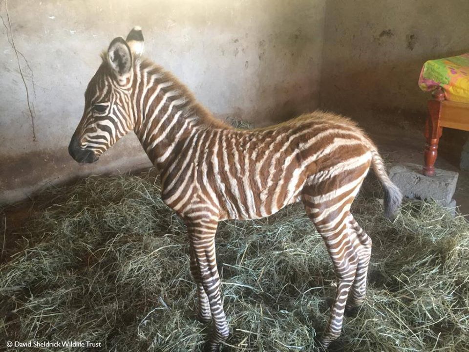contioutra.com - Funcionários de reserva usam traje listrado para confortar bebê zebra que perdeu a mãe
