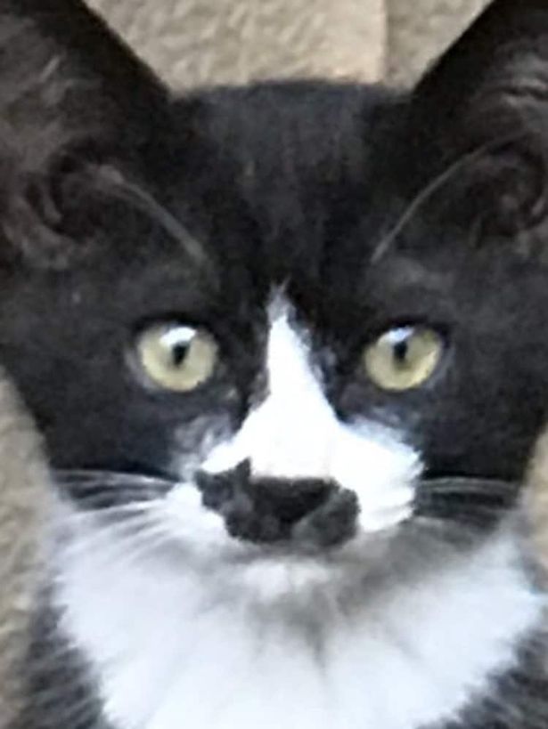 contioutra.com - Gatinho surpreende a internet com marca no nariz em formato de gato
