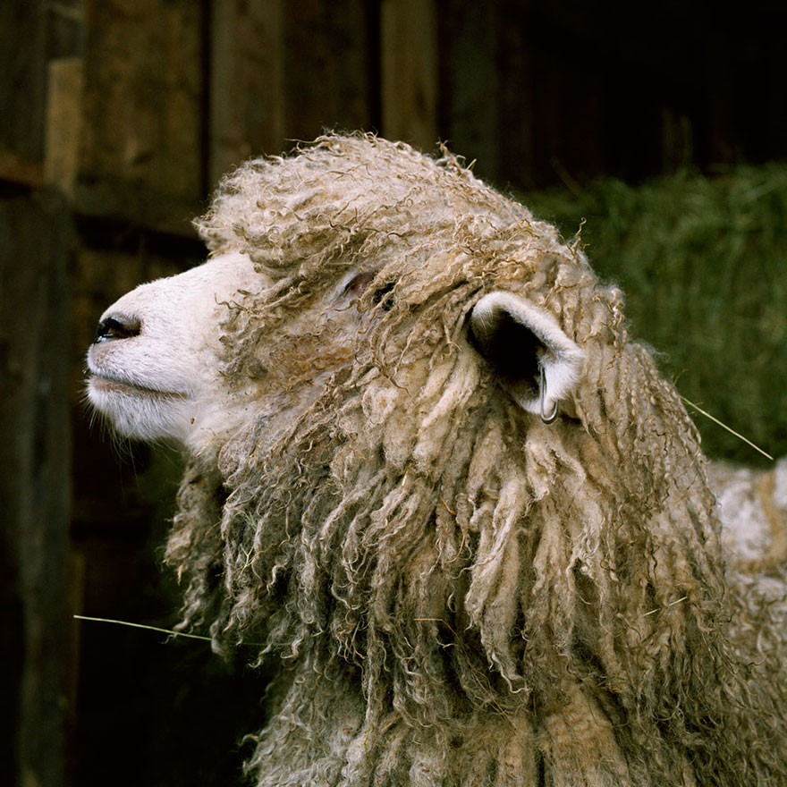 contioutra.com - Este fotógrafo representa animais de fazenda de uma forma única. Eles são lindos!