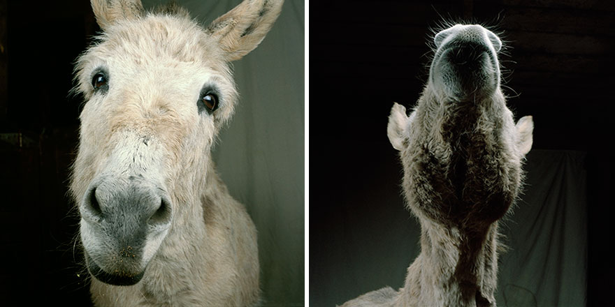 contioutra.com - Este fotógrafo representa animais de fazenda de uma forma única. Eles são lindos!