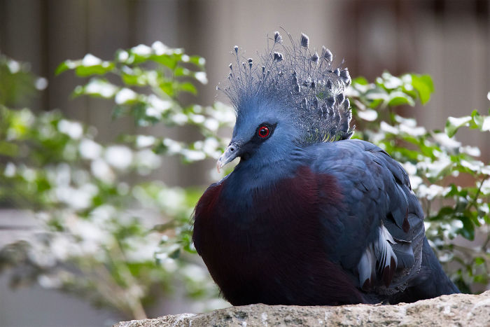 contioutra.com - Esse é um dos pássaros mais bonitos do mundo. Confira suas imagens.
