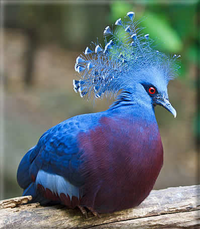 contioutra.com - Esse é um dos pássaros mais bonitos do mundo. Confira suas imagens.