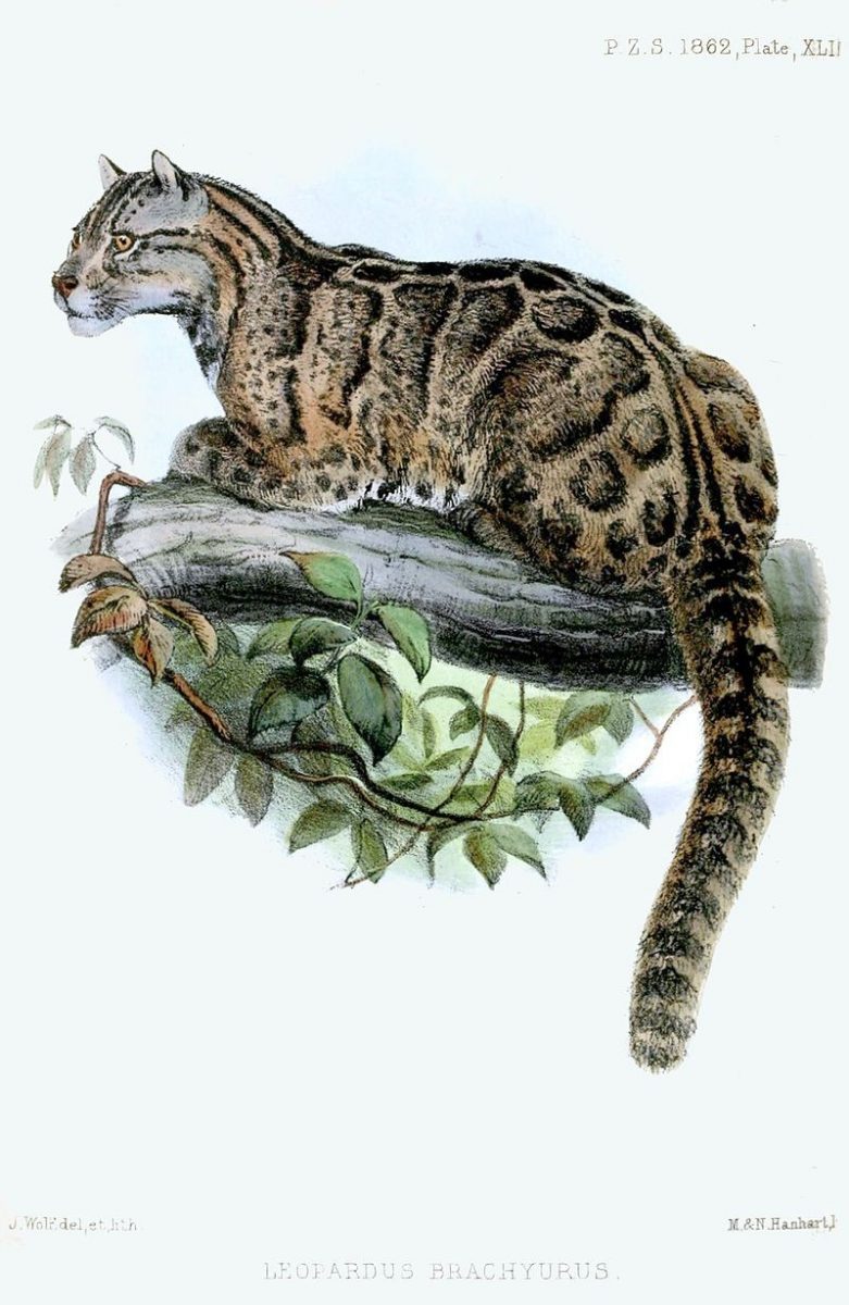 contioutra.com - Leopardo que parecia extinto desde os anos 80 é visto novamente em Taiwan