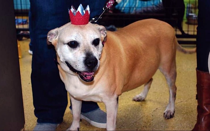 Cachorrinha de 12 anos é adotada após aguardar 2461 dias (6 anos) por uma família que a acolhesse. contioutra.com - Cachorrinha de 12 anos é adotada após aguardar 2461 dias (6 anos) por uma família que a acolhesse.