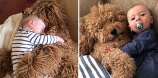 Bebê elege cachorro como seu melhor amigo e eles passam o dia agarradinhos Bebê elege cachorro como seu melhor amigo e eles passam o dia agarradinhos