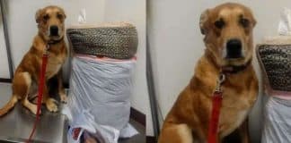 Cãozinho é abandonado em abrigo com sua cama e todos os seus brinquedos