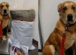 Cãozinho é abandonado em abrigo com sua cama e todos os seus brinquedos