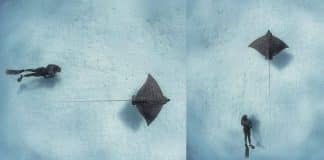 Fotógrafo captura imagem única de mergulhador seguindo uma arraia nas Barramas