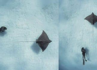 Fotógrafo captura imagem única de mergulhador seguindo uma arraia nas Barramas