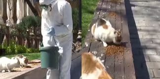 Istambul mantém política de amor, proteção e alimentação aos animais durante a pandemia