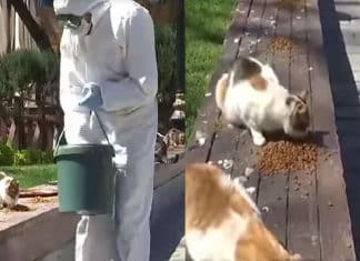 Istambul mantém política de amor, proteção e alimentação aos animais durante a pandemia