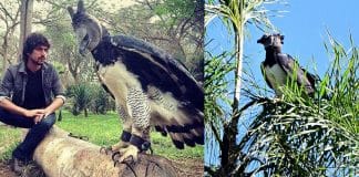 Harpia, uma das maiores aves de rapina do mundo, é fotografada pela primeira vez no Paraná Harpia, uma das maiores aves de rapina do mundo, é fotografada pela primeira vez no Paraná