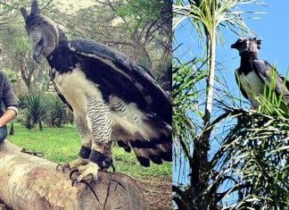Harpia, uma das maiores aves de rapina do mundo, é fotografada pela primeira vez no Paraná